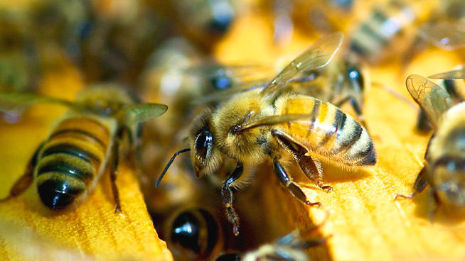 Пчелињи отров