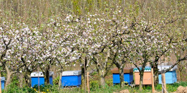 Радови у пчелињаку током априла