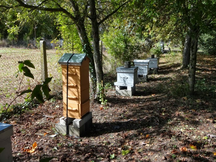 Radovi na pčelinjaku tokom juna meseca