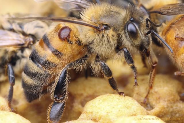 Suzbijanje varoe u organskom pčelarenju