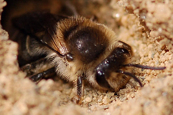 Аустралијска пчела