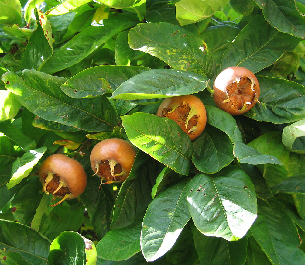 Kako uzgajati mušmulu - pomalo zaboravljeno voće?