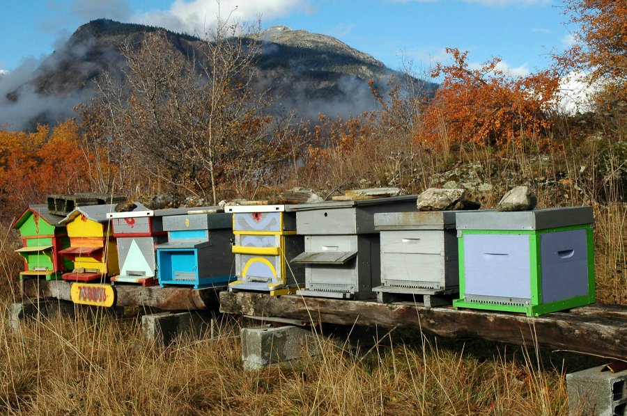 Stanje na pčelinjacima u 2014.godini