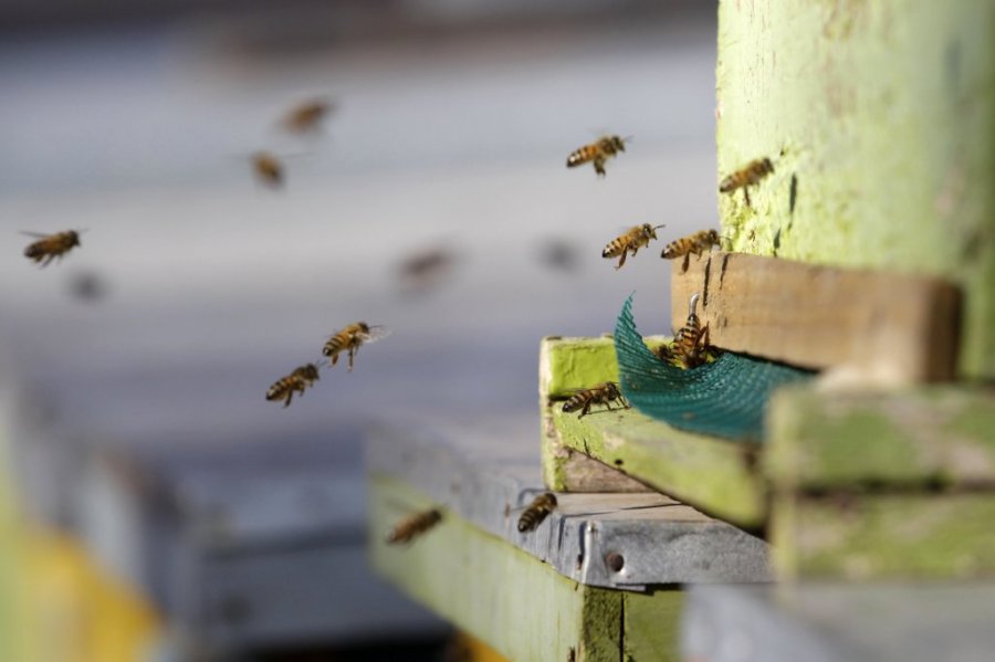 Процена активности пчела на лету