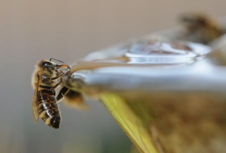 Стимулативно прихрањивање пчелињих друштава