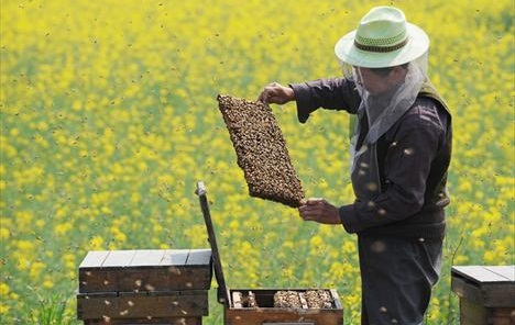 Пчеларење – знање и искуство дугогодишњег пчелара