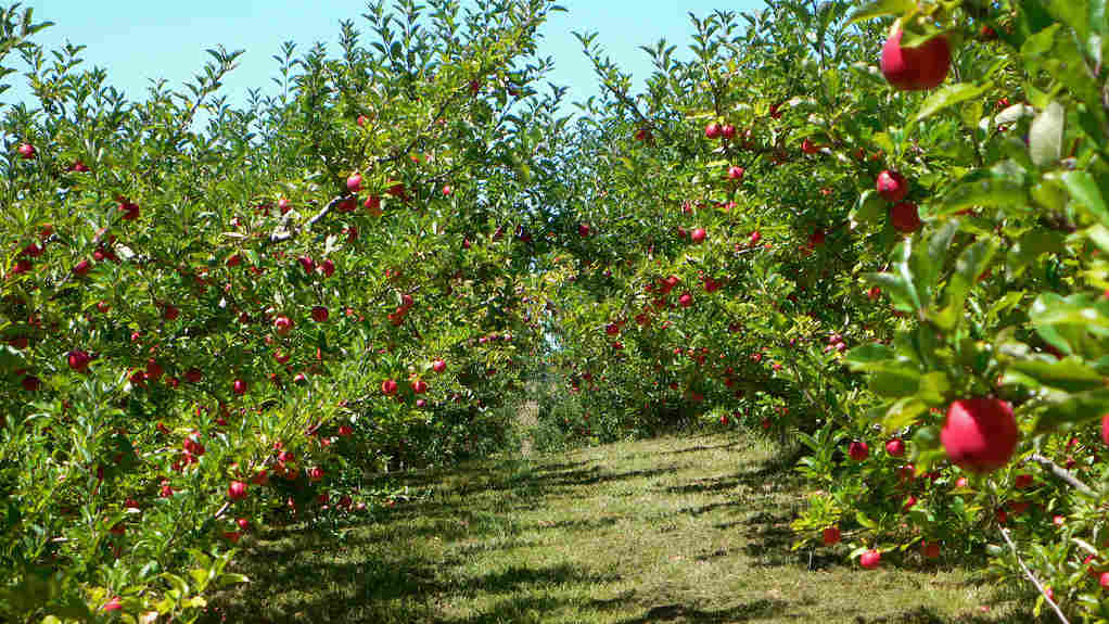 Održavanje zemljišta u organskom voćnjaku