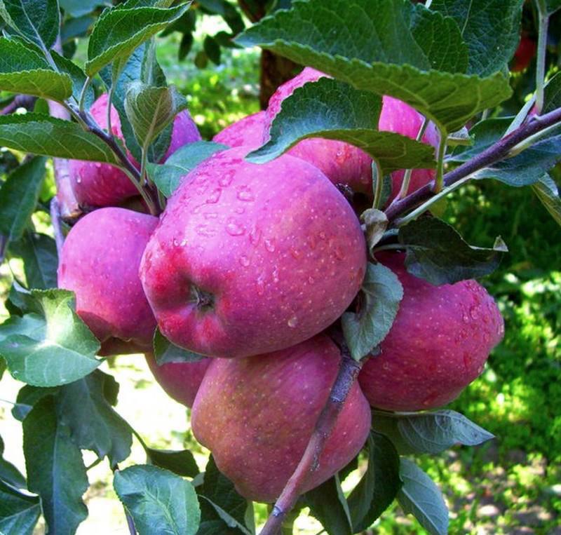 Đubrenje jabuke u organskoj proizvodnji