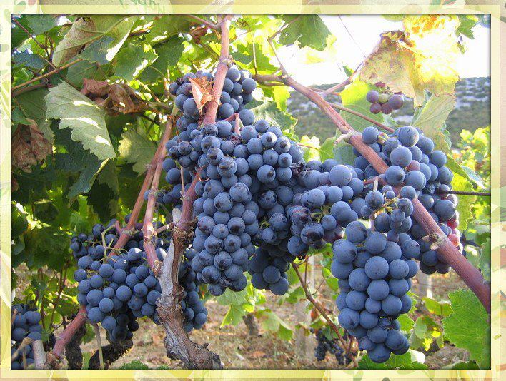 Uticaj vlage na razvoj vinove loze