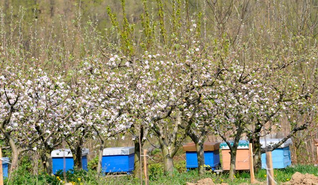 Пчеле у пролеће