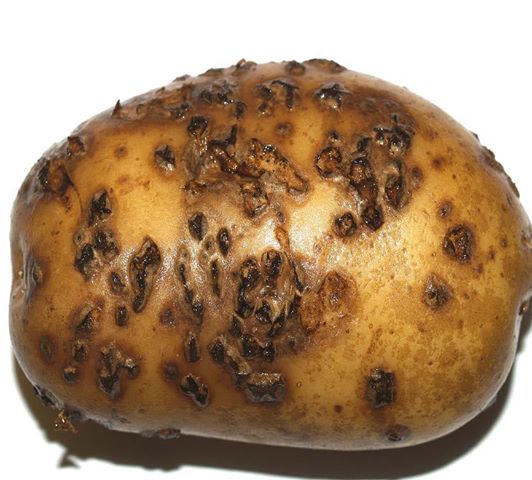 Zaštita krompira – Prašna krastavost krompira