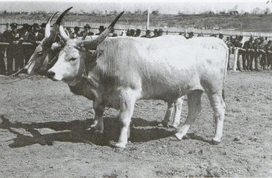 Kolubarsko goveče
