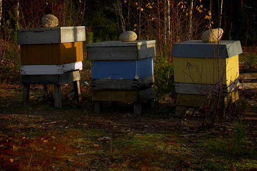 Stanje na pčelinjaku - Februar 2013