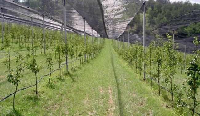 Važne odluke pri zasnivanju voćnjaka