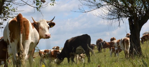 Neka razmišljanja o poljoprivredi