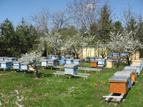 PČELE U APRILU 