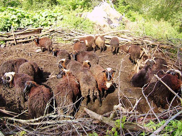 Autohtone rase ovaca, stanje i opasnost od propadanja
