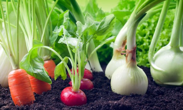 Значај азота у исхрани поврћа