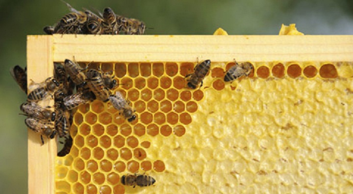Preparat „Bajkal EM1“ u pčelarstvu.