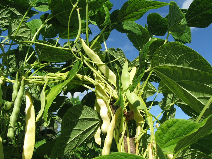 Boranija