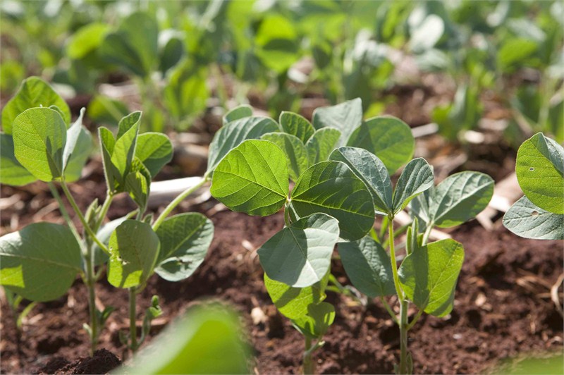 Biljne vrste, sorte i hibridi kraće vegetacije