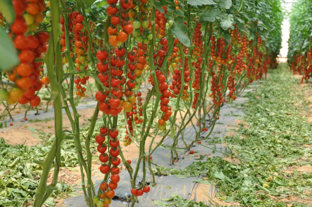 Uzgoj čeri paradajza