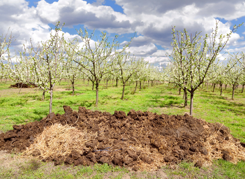 Значај употребе стајског ђубрива у воћарству