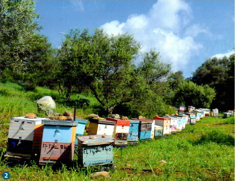 Uzgoj pčela uz primenu EM tehnologije