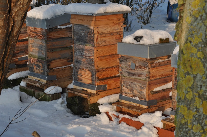 Третман пчелињих заједница у фебруару