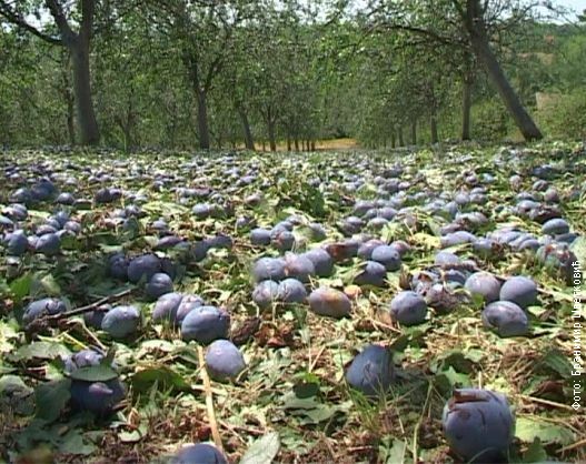 Negovanje voćaka oštećenih gradom