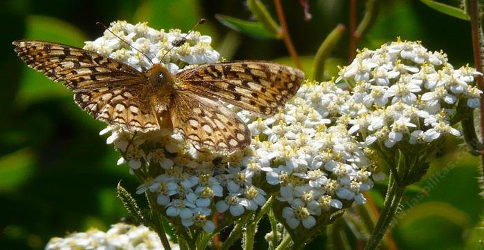 Hajdučka trava u organskoj i biodinamičkoj poljoprivredi