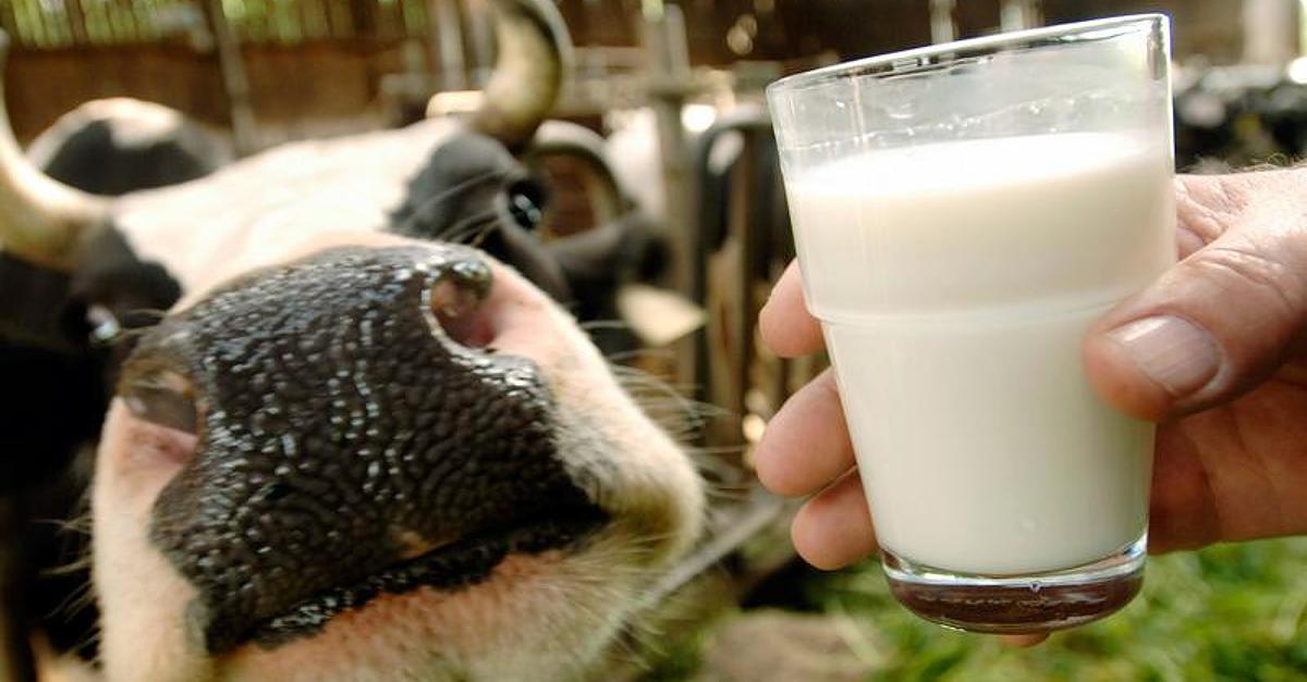 Извори контаминације млека