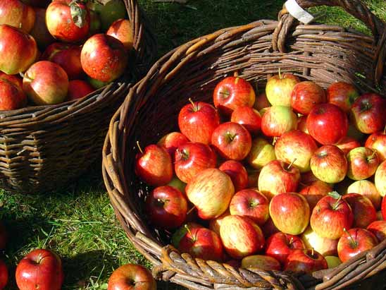 Промене на плодовима јабуке током чувања