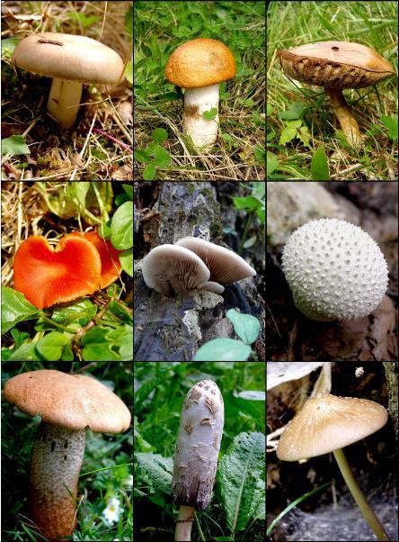Gljive – vitaminsko blago šume