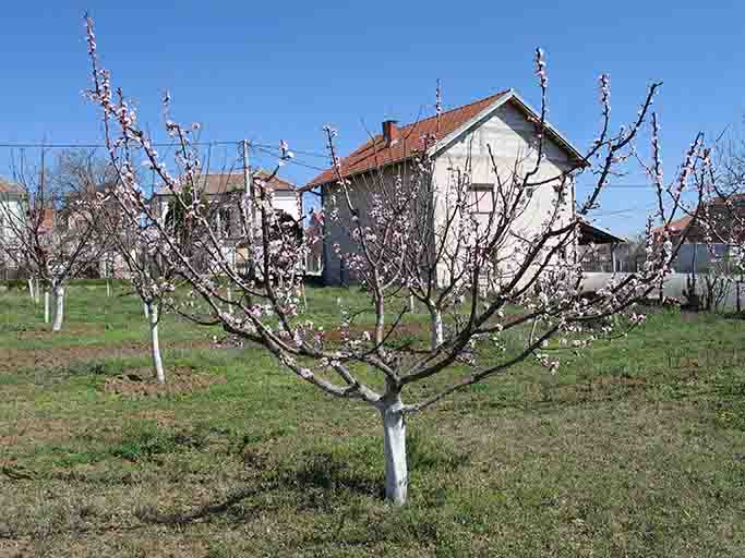 Formiranje oblika krošnje vaza i piramida