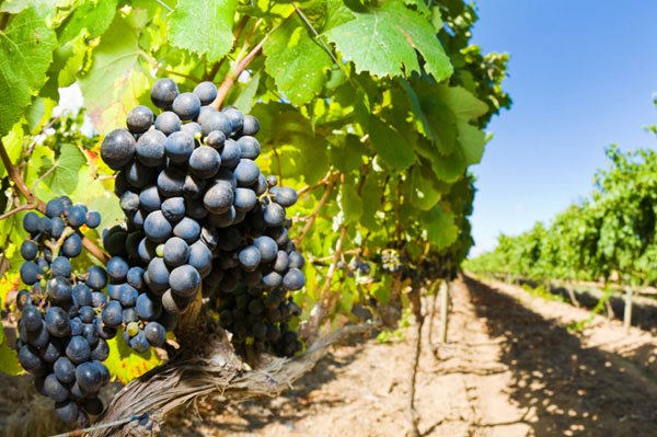 Mogućnost zamene konvencionalne proizvodnje grožđa organskom proizvodnjom