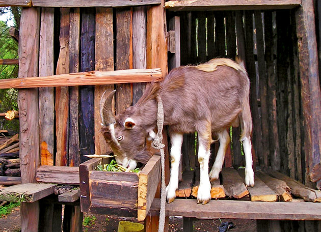 Коренасто - кртоласта хранива за исхрану коза