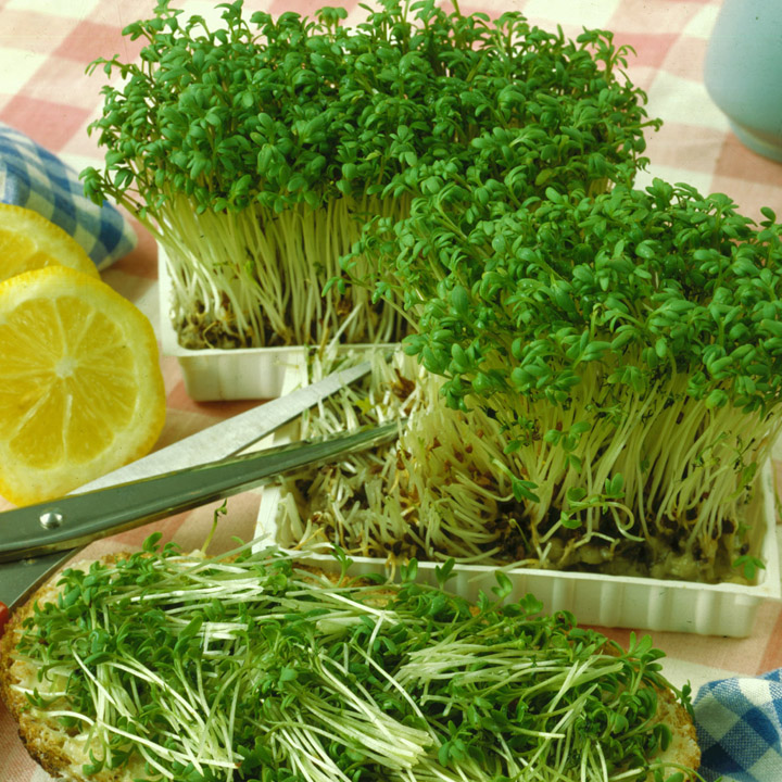 KRES SALATA