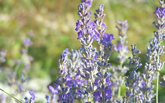 Izbor parcele za organsku proizvodnju lekovitog i aromatičnog bilja