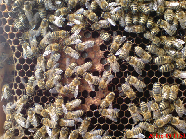 Ројење пчела