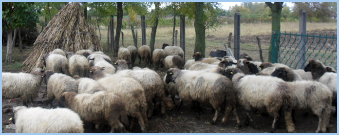 Lipska ovca