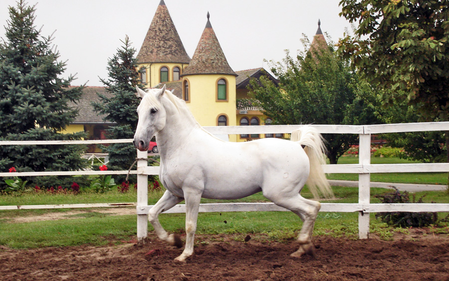 Lipicanski konj