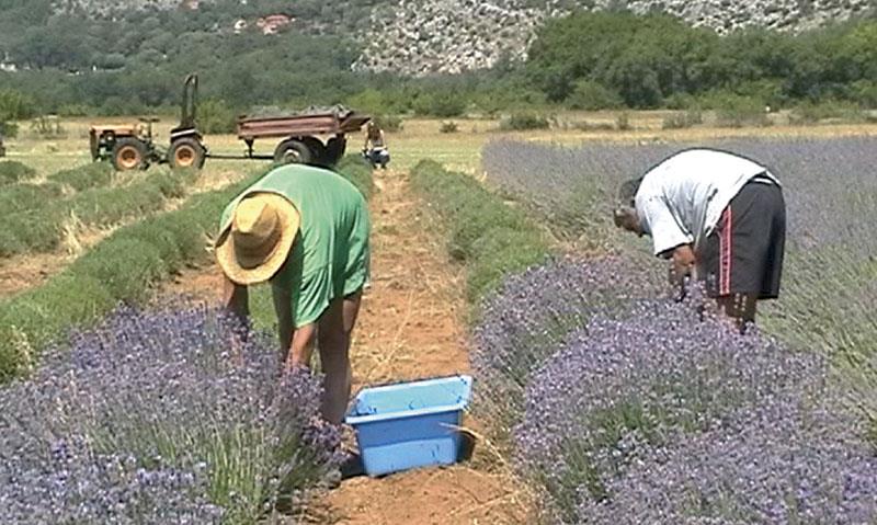 Organsko gajenje lekovitog, začinskog i aromatičnog bilja