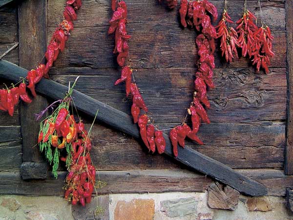 Lokošnička paprika - najbolja na svetu 