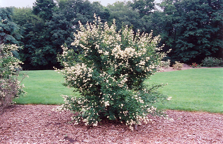 Ligustrum - pionir žive ograde