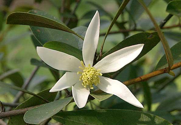 Magnolija