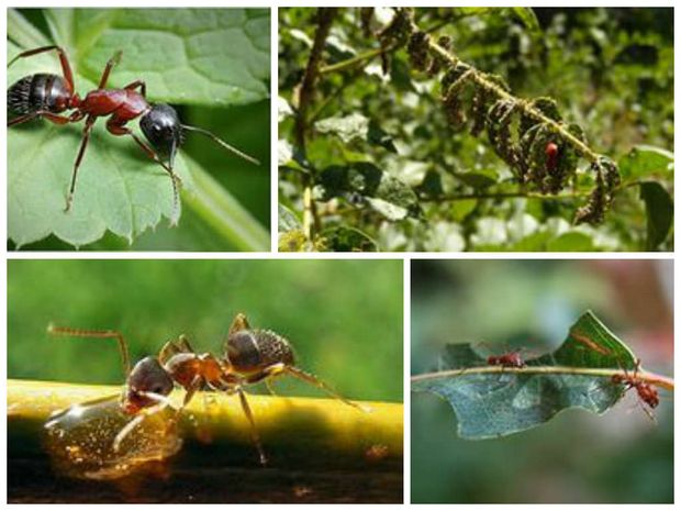 Како се решити мрава у башти на природан начин?