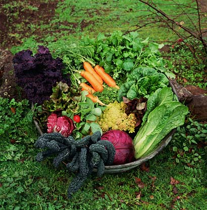 Здраствена сазнања о органској храни 