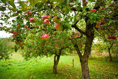 Sadni materijal i sortiment u organskoj proizvodnji jabuke