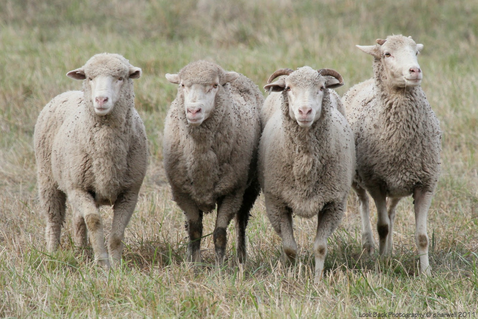 Овце међу Србима